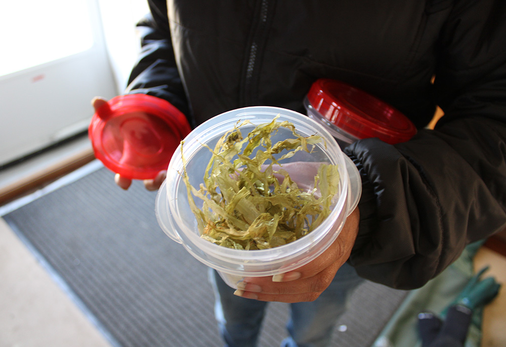 Detalle de las algas marrones y traslúcidas en un envase sostenido por una cultivadora. 