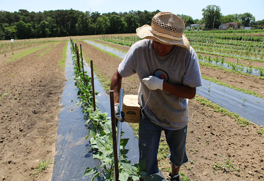Un trabajador con sombrero para protegerse del sol, inspecciona un siembra en el terreno de las Hermanas de San José. 