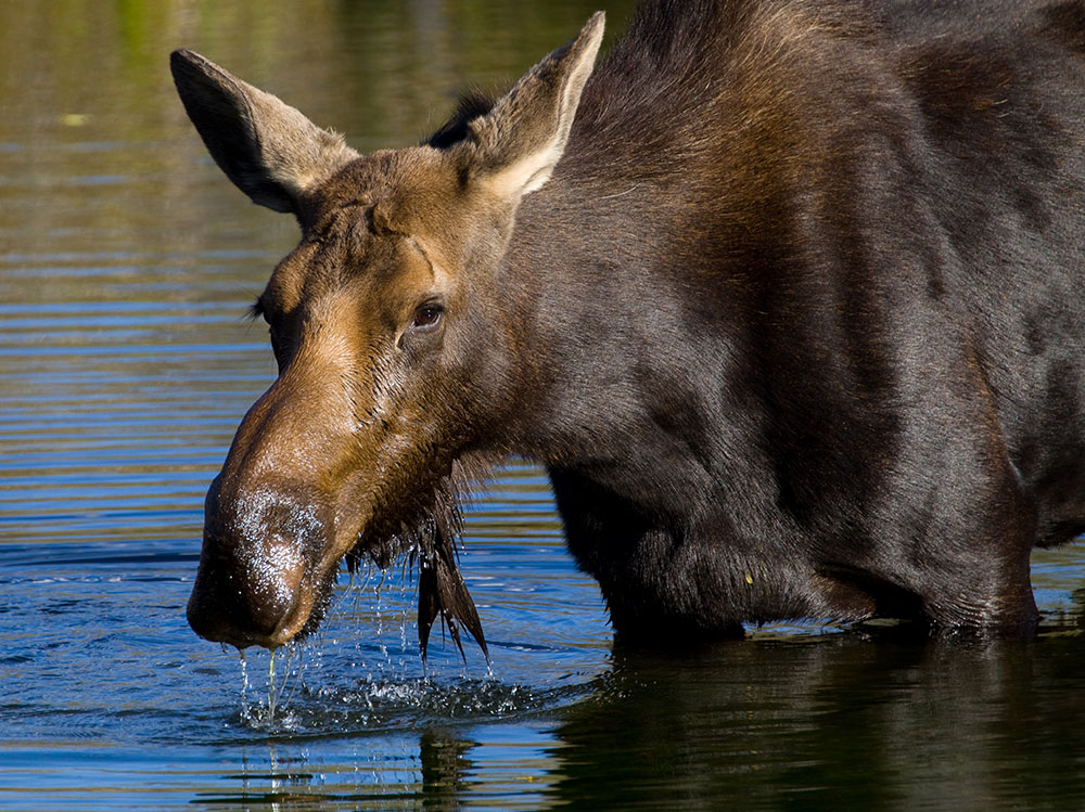 A female moose grazes for water plants in Grand Teton National Park in Wyoming. (Wikimedia Commons/Tony Hisgett)