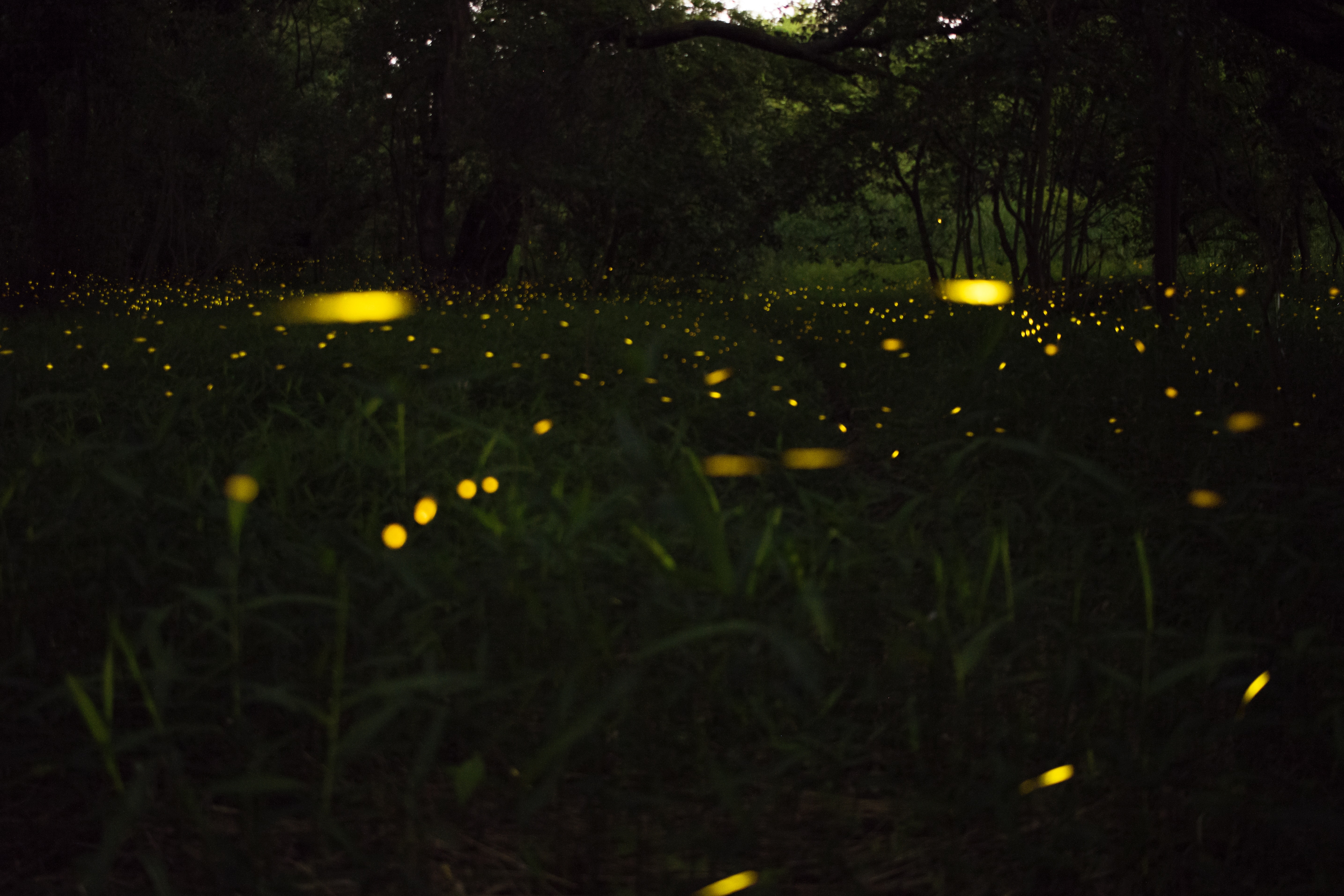 synchronized fireflies 