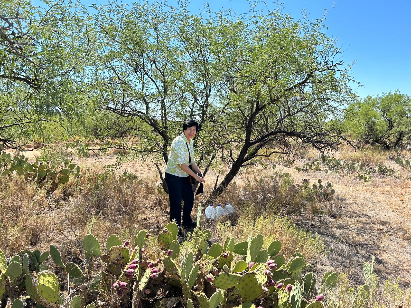 La Hna. Oliva Olivares, de las Misioneras Guadalupanas del Espíritu Santo, deja agua bajo un árbol de mezquite en la comunidad de Sásabe, en el desierto de Arizona, para que pueda ser consumida por los migrantes que cruzan la frontera por allí. (Foto: Peter Tran)