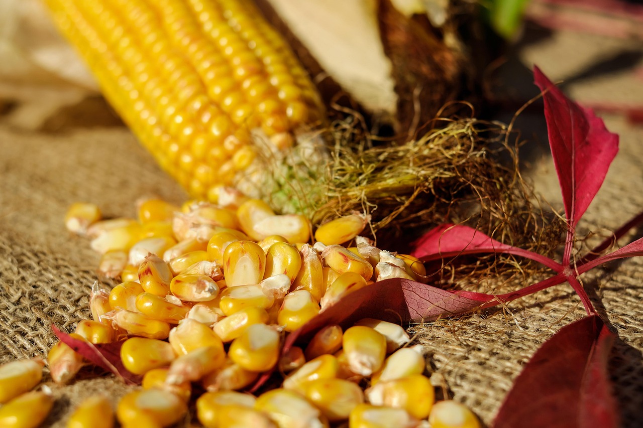 corn kernels Corn kernels detached from freshly harvested cob (Pixabay/Couler)