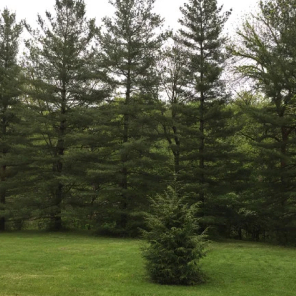 A small pine tree A small pine stands in front of a row of tall pines, a reminder of how the author once felt in religious life: like a little tree sheltered and supported by the canopy of sisters whose foundations and commitment gave her space to grow. (Kelly Williams)