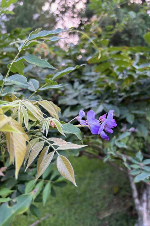 Wisteria blossom A blossom on the wisteria bush that inspired the author's reflection (Kelly Williams)
