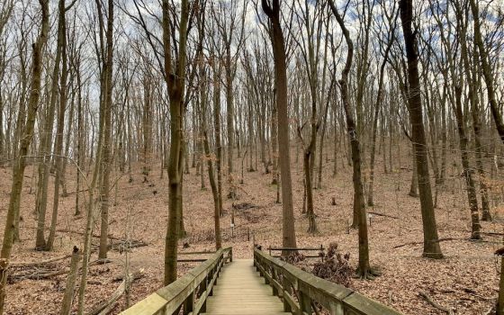 One of my favorite ways to spend my time in 2020 was hiking. This local trail is part of the amazing Monmouth County Park system. (Maddie Thompson)