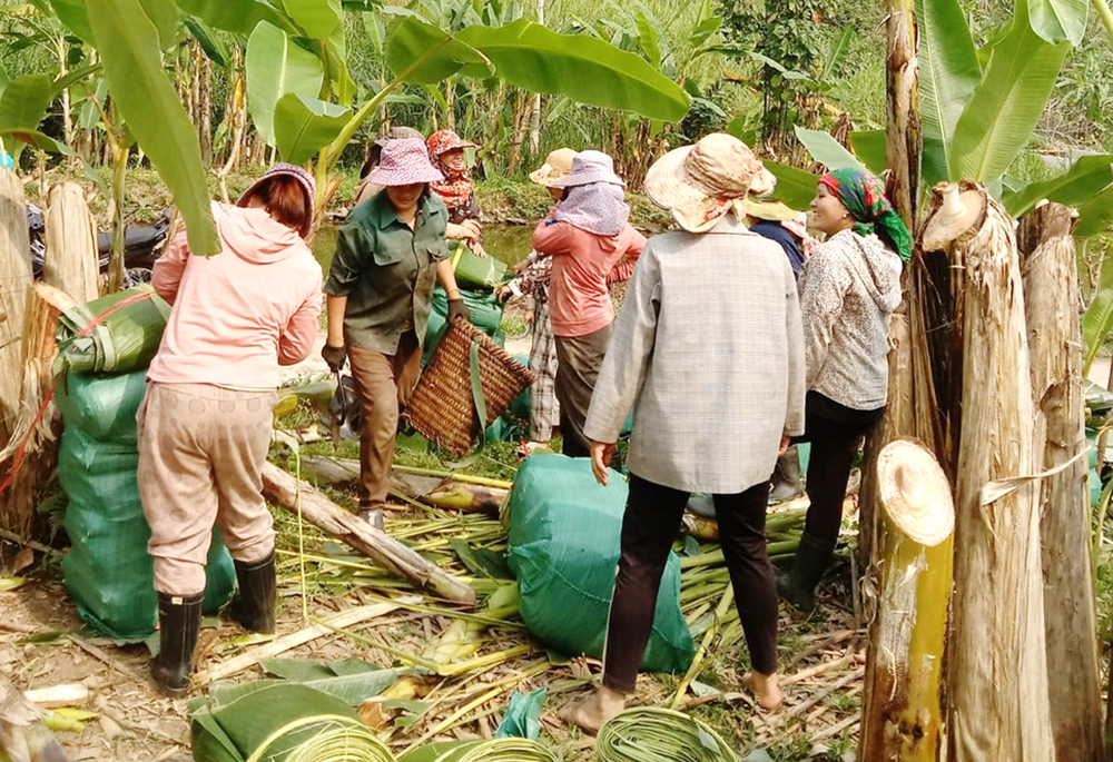 Van Kieu ethnic women collect banana leaves on their farms to sell at markets for a living on May 4, 2023, in Quang Tri province. Vulnerable women can become targets for human traffickers. (Joachim Pham)