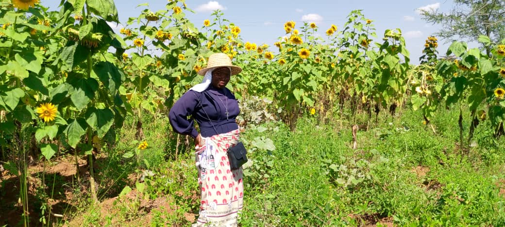 Sr. Nancy Tadala of the Presentation of the Blessed Virgin Mary inspects the sisters' field of sunflowers at their regional house in Nsiyaludzu village in Balaka district, Malawi, Africa. (Courtesy of Nancy Tadala)