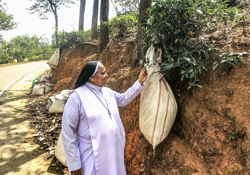 Apostolic Carmel Sr. Maria Amali looks at a collection of tea leaves at a tea plantation in Pussellawa, Sri Lanka, where she works for social and economic justice for workers. (Thomas Scaria)