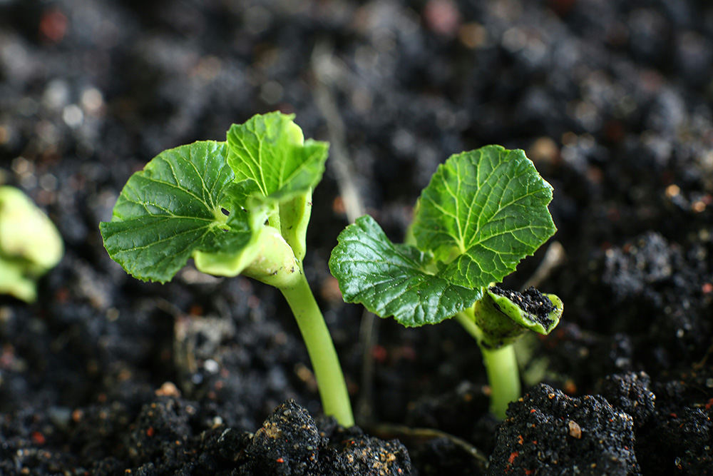 Peria seedlings (Unsplash/Mohd Hasrul Nizam Bin Sabani)