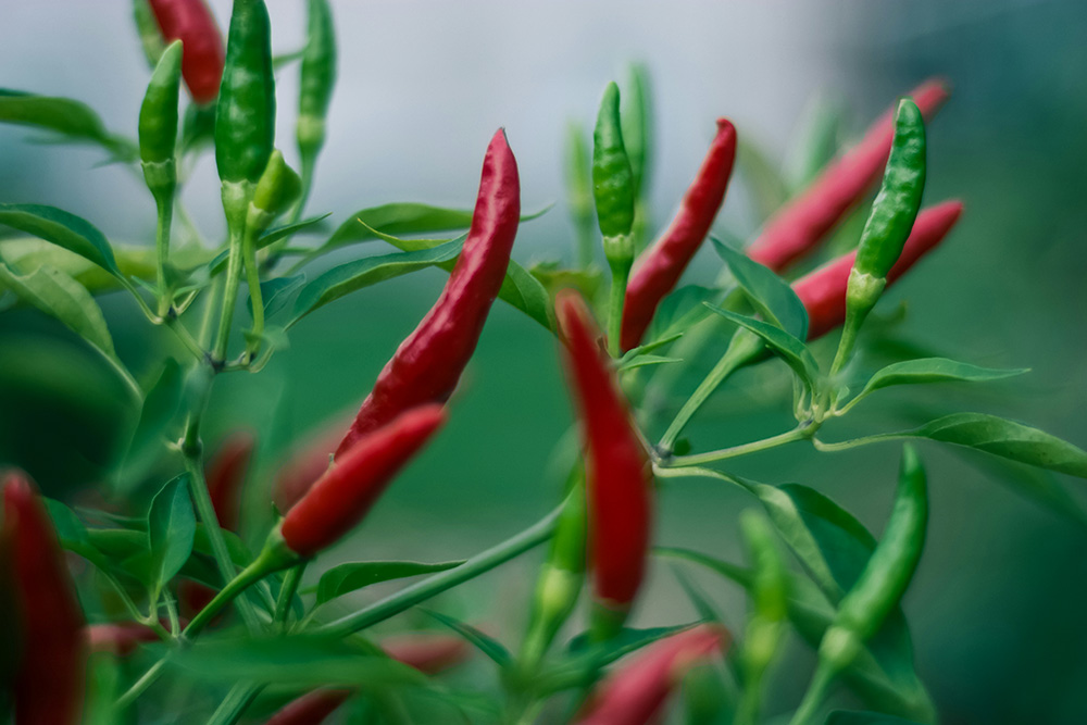 Chilis (Unsplash/Steve Johnson)