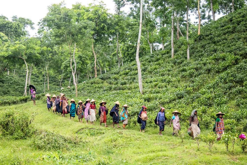  Tea plantation workers in northeastern Bangladesh head home. 