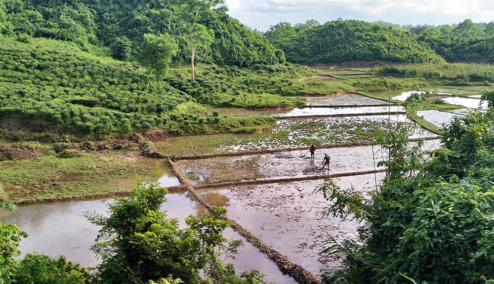 An overview of Nunchhara Punjee (GSR photo/Stephan Uttom Rozario)