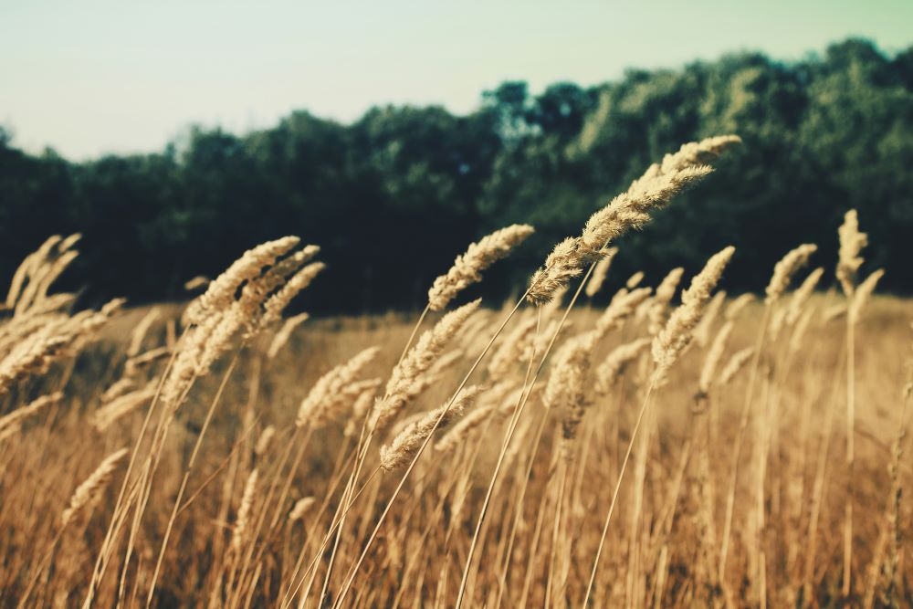 Wheat blows in the wind.