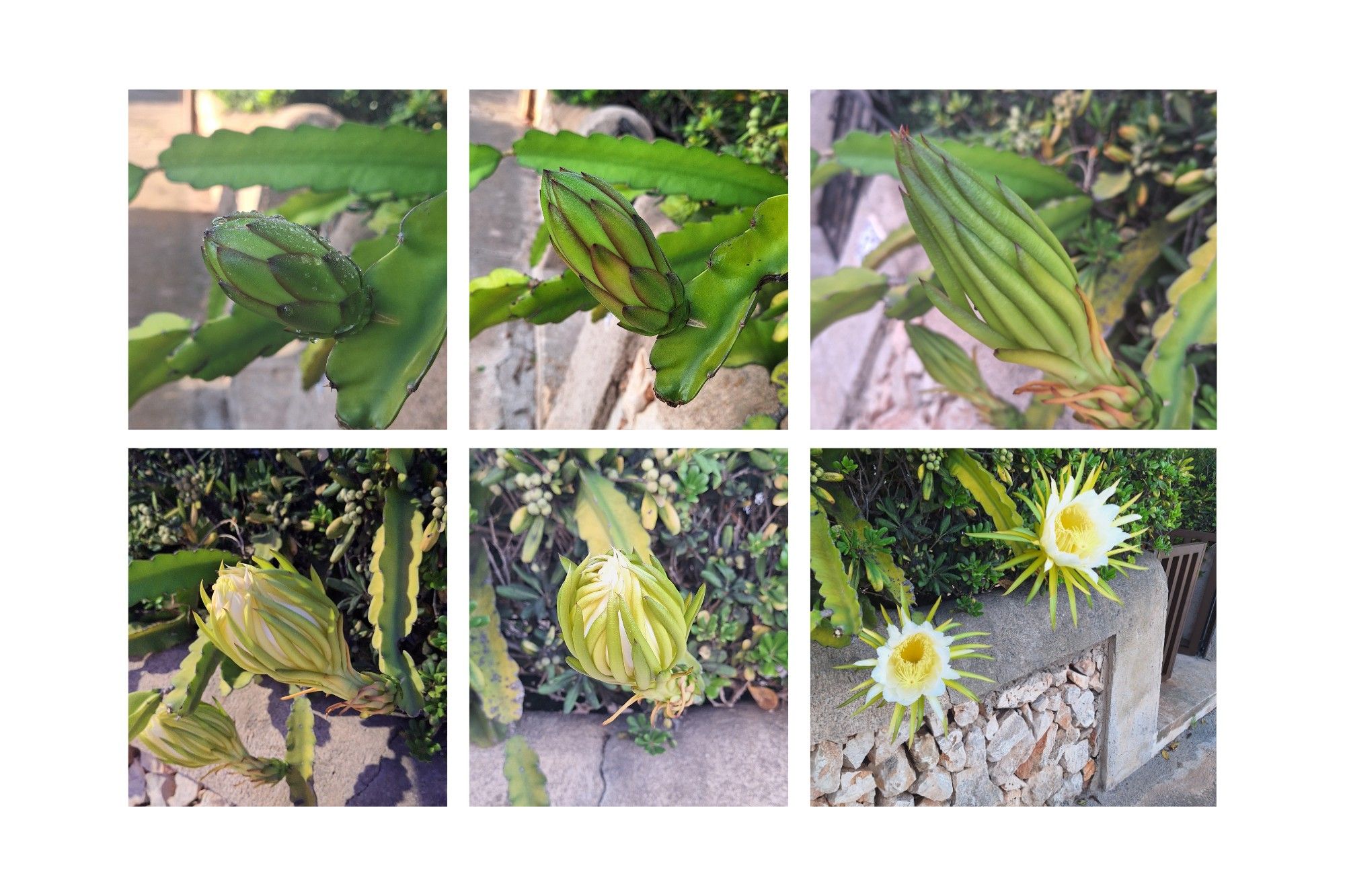 De capullo a flor: el fascinante proceso de crecimiento de una planta capturado en cada etapa de su evolución. (Foto: cortesía Magda Bennásar)