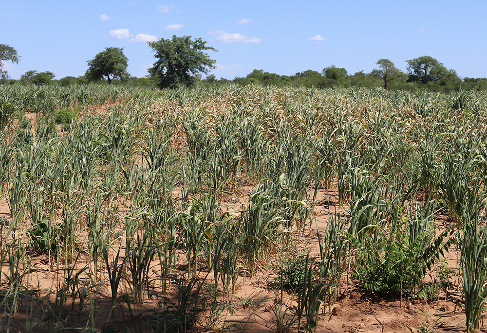 A farm in Zambia shows a failed corn crop due to drought conditions affecting southern Africa, leading to widespread hunger, on March 3. (NCR photo/Doreen Ajiambo)