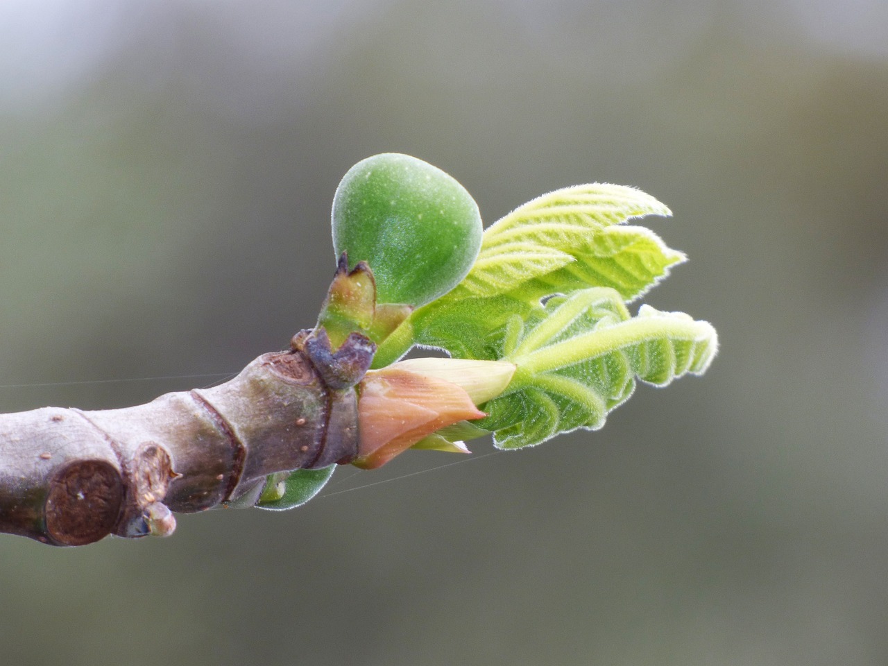 Brote de higuera. (Foto: Pixabay)