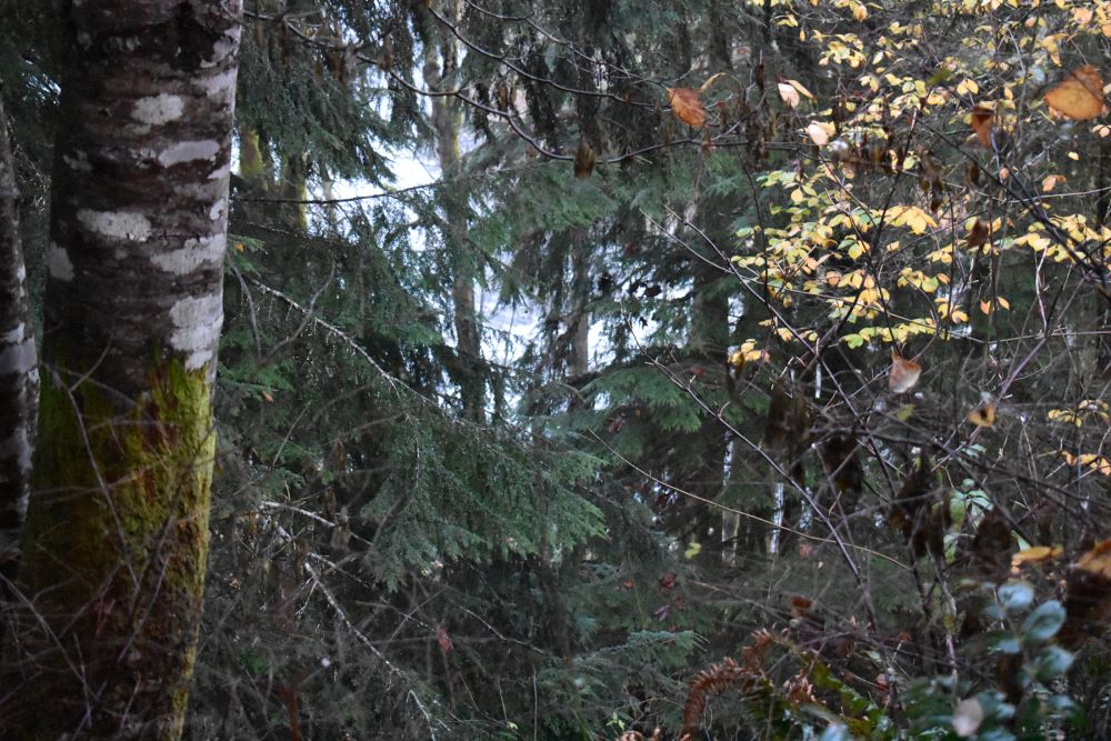 The rapids of the Oyster River can be seen through the trees during the autumn months from Fr. Charles Brandt's hermitage. (Julie A. Ferraro)