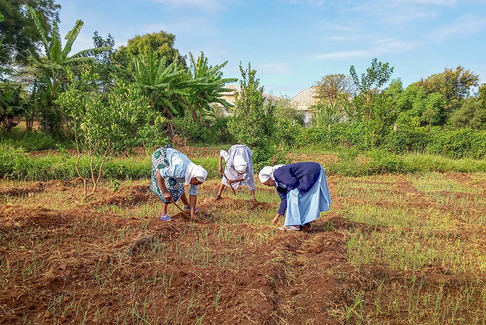 Striving for sustainability: Holy Trinity Sisters tend to their crops in Isiolo, Kenya. (Catherine Ciingi)