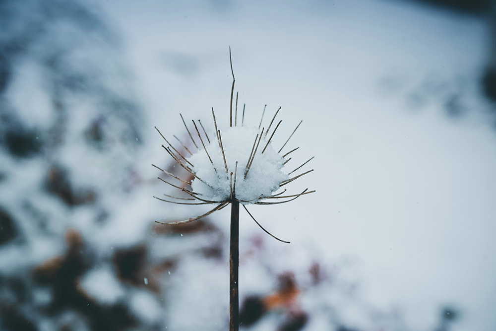 A plant covered in snow (Unsplash/Bailey Dreyer)