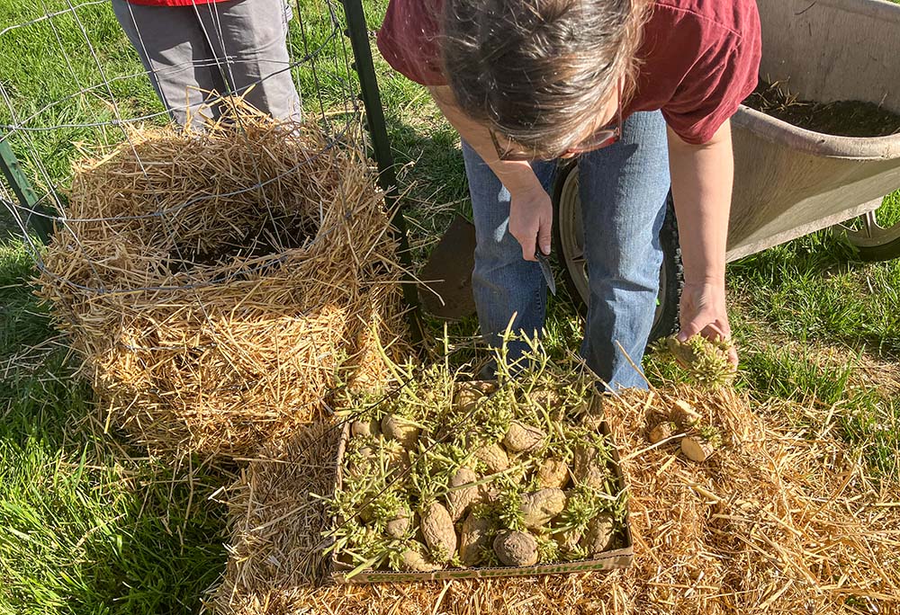 Courtney King, a Merrywood Community Garden board member, works on building one of four potato towers. (Courtesy of the Benedictine Sisters of Mount St. Scholastica)