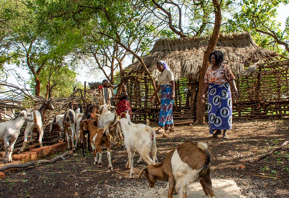 Sr. Juunza Mwangani, center, project manager for the Religious Sisters of the Holy Spirit, inspects some of the local women beneficiaries' agricultural projects in Magoye's Mbiya village, in Zambia's Mazabuka District. (Derrick Silimina)