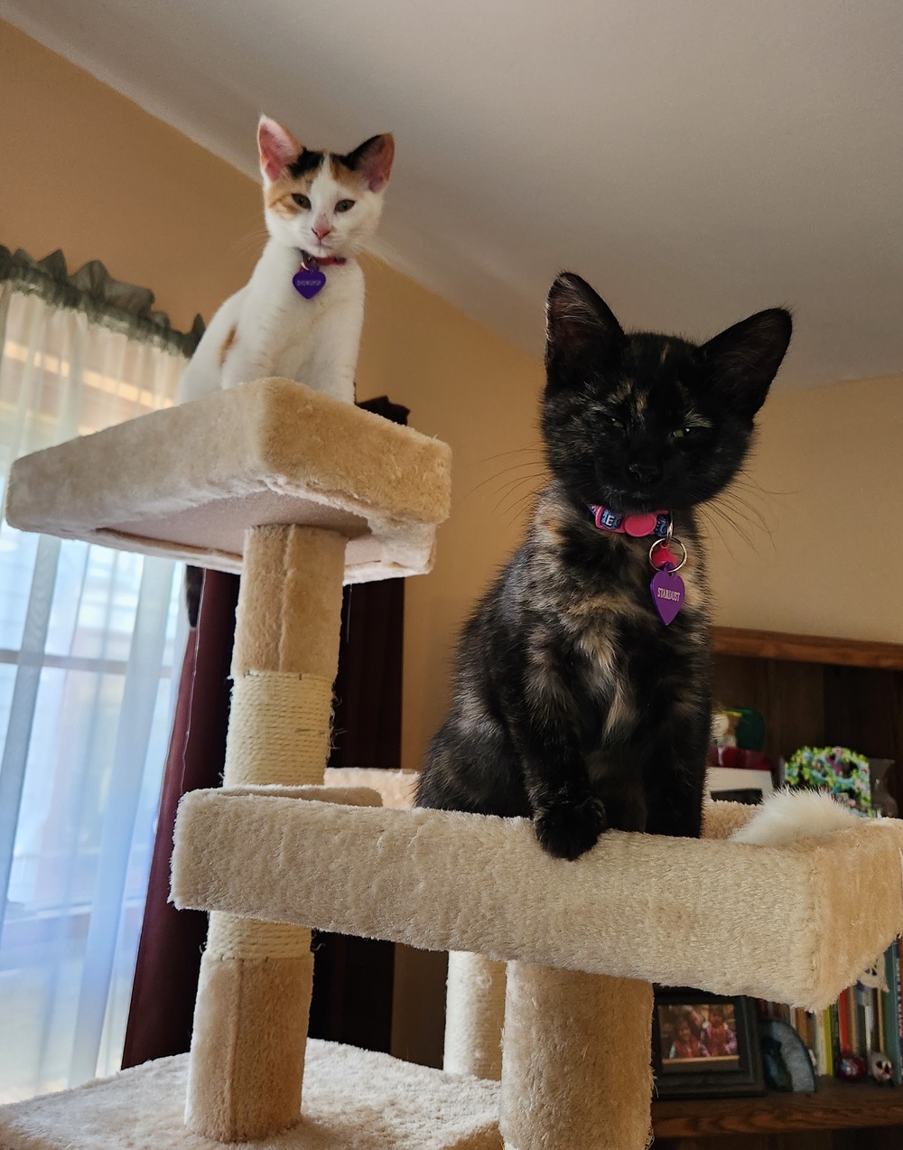 Two kittens sit on cat tree.