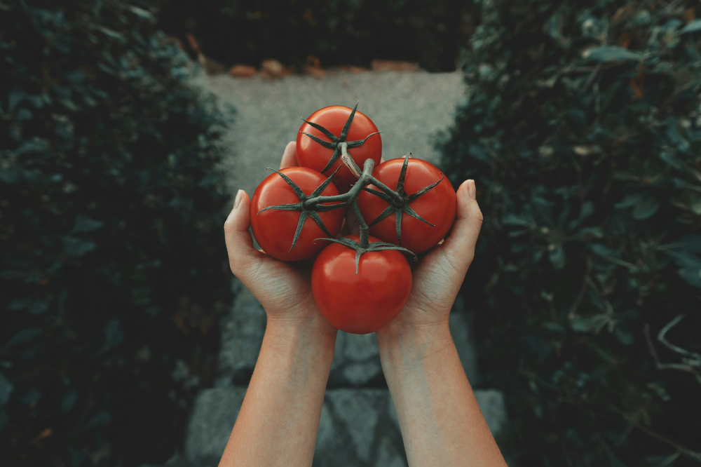 A person's hands cupping four juicy, red tomatoes still attached to the vine in front of them on top of a well-worn outdoor staircase surrounded by green shubbery.