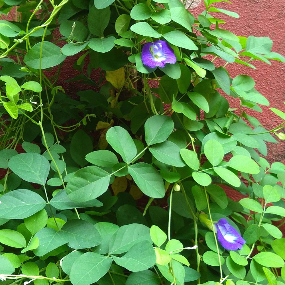 Butterfly Pea Flower Spiritual Meaning  