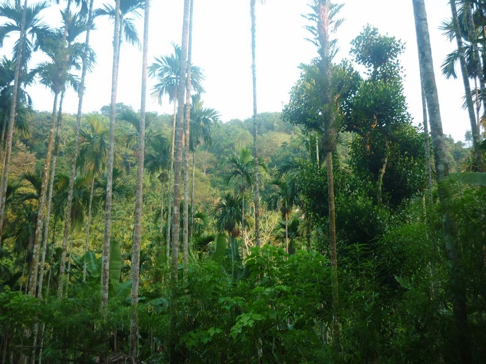 Rubber Plantations Turn Garo Villages Around Thanks To Sister Rose 