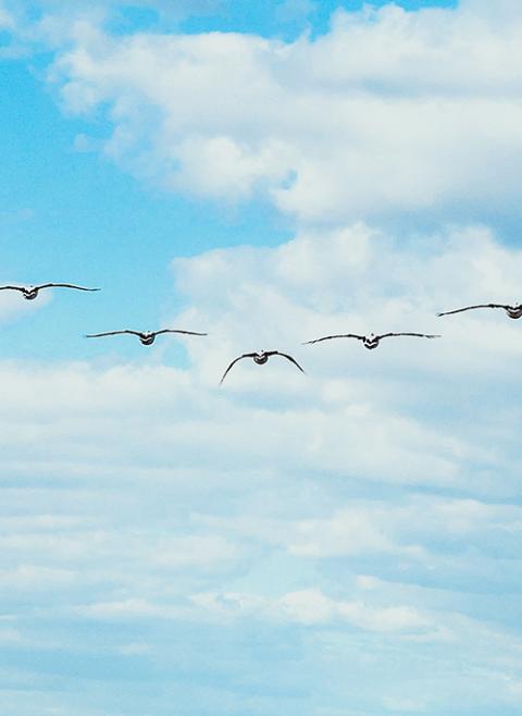Birds fly a v formation in a photo used in place of an author's headshot (Photo by Natalie Parham via Unsplash)