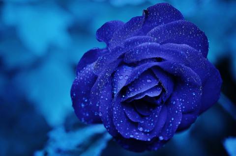 Flor azul Michele Morek. (Foto: Pixabay)