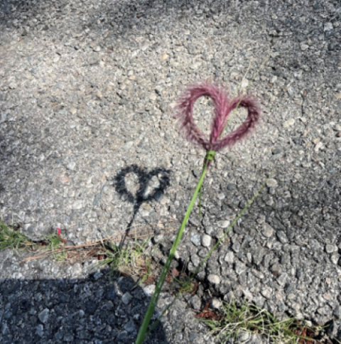 A heart is formed with a plant at Serra Retreat in Malibu. 
