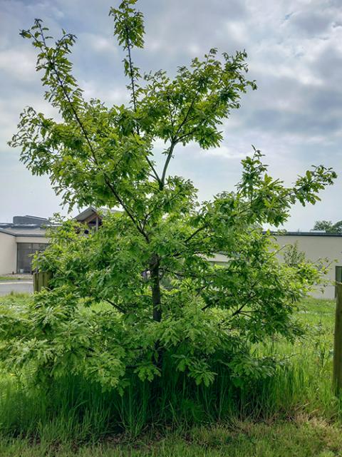 An oak tree planted in the grounds of the motherhouse of the Missionary Sisters of St. Columban in Wicklow, Ireland (Ann Gray) 