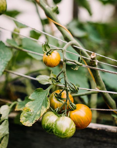 Tomates. (Foto: Unsplash/Pascale Amez)