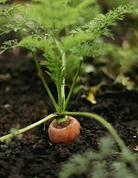 Carrot (Unsplash/Viktoriia Filipchenko)