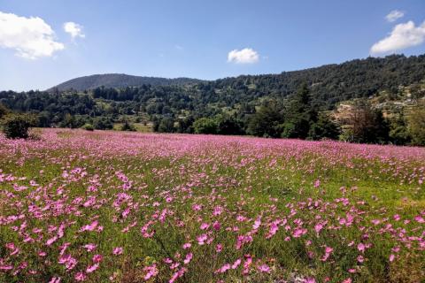 "Las flores sencillas del campo parecen sonreír a la creación de Dios y a todos": Hna. Blanca Sánchez.  Imagen: Campo de flores silvestres en Tapaxco, Estado de México, México. (Foto: cortesía Blanca Alicia Sánchez) 