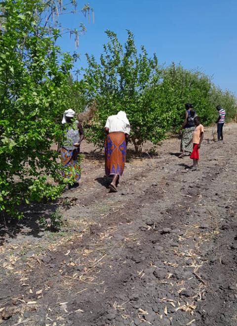 Sr. Augustine Adioye sows millet in the village of Mbodienne in Senegal. (Sr. Pepyne Claudia Matendakama)