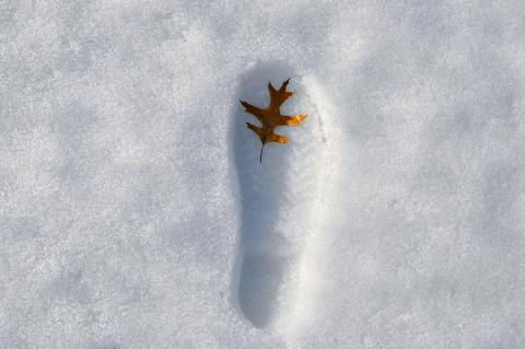 A footprint in the snow with a leaf in it. (Unsplash/Rebecca R)