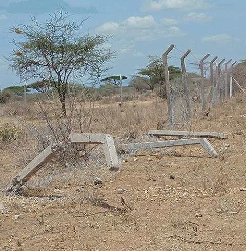 The aftermath of the destruction of the fence on the Institute of the Holy Trinity Sisters' farmland in Isiolo, Kenya (Catherine Ciingi)