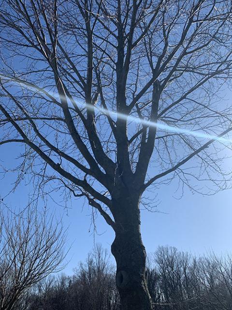 Practicing yoga outside has been a great way for me to enjoy fresh air and get my body moving. On this nice day, a friend and I connected over Zoom and practiced yoga together. (Maddie Thompson)