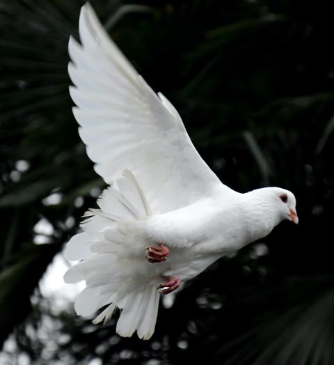 A white dove in flight