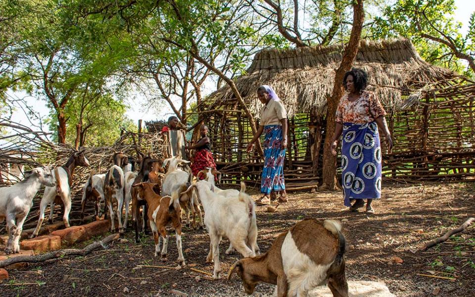 Sr. Juunza Mwangani, left, project manager for the Religious Sisters of the Holy Spirit, inspects some of the local women beneficiaries' agricultural projects in Magoye's Mbiya village, in Zambia's Mazabuka District. (Derrick Silimina)