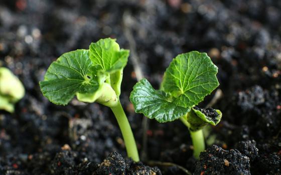 Peria seedlings (Unsplash/Mohd Hasrul Nizam Bin Sabani)