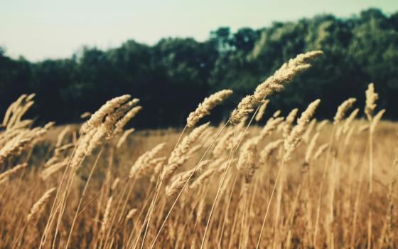 Wheat blows in the wind.