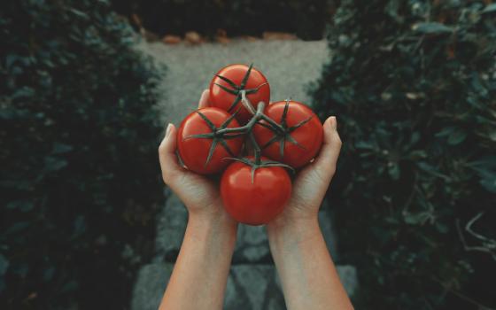 A person's hands cupping four juicy, red tomatoes still attached to the vine in front of them on top of a well-worn outdoor staircase surrounded by green shubbery.