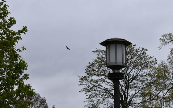 A crow glides on the wind over Mount St. Scholastica, Atchison, Kansas (Julie A. Ferraro)