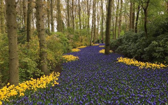 A path of purple and yellow flowers between tree trunks beginning to green in spring