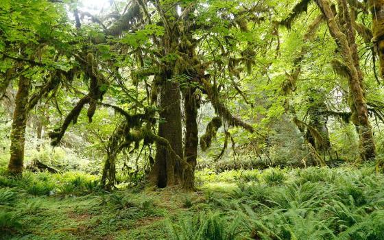 Hoh Rain Forest (Unsplash/Georg Eiermann)