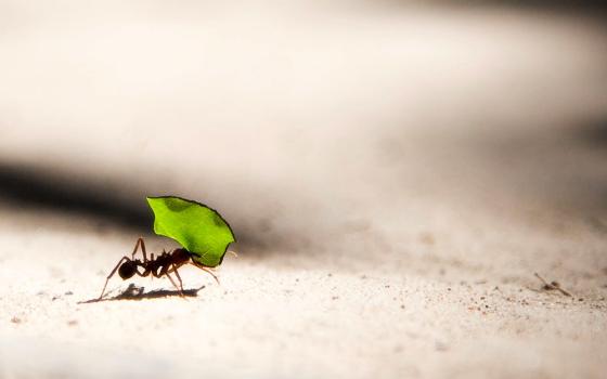 Leaf-cutter ant (Unsplash/Vlad Tchompalov)